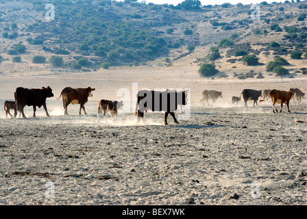 Israele Negev, Lakish regione, roaming libero il pascolo di bestiame nei campi Foto Stock