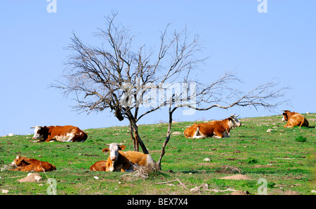 Israele Negev, Lakish regione, roaming libero il pascolo di bestiame nei campi Foto Stock