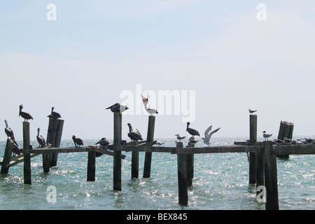 Pellicani su un molo in disuso, lungo Cancun Riviera Maya, Messico Foto Stock