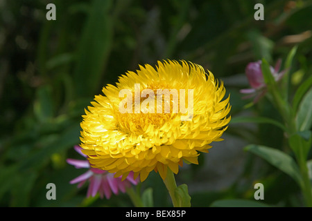 Uvularia (Helichrysum bracteatum) crescente presso il Giardino Botanico nazionale del Galles, Llanarthne, Carmarthenshire, Wales, Regno Unito Foto Stock