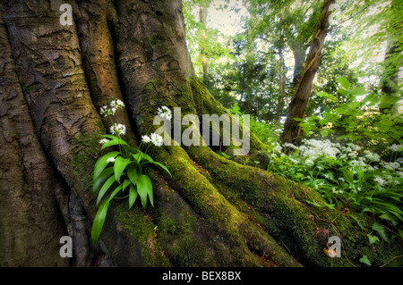 Aglio selvatico di crescita della pianta al di fuori del vecchio albero radici coperte di muschio con raggi del sole in background prese a Tintern Monmouthshire Foto Stock