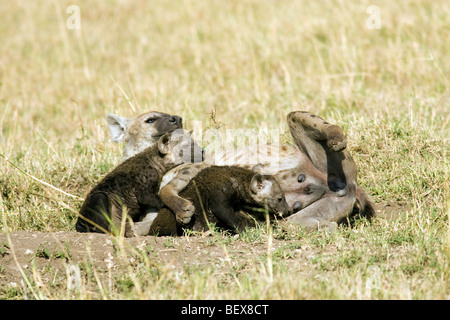 Baby Spotted Iena con la madre - Masai Mara riserva nazionale, Kenya Foto Stock