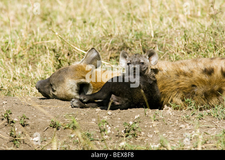 Baby Spotted Iena con la madre - Masai Mara riserva nazionale, Kenya Foto Stock