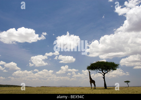 Masai Giraffe alimentazione su Acacia nel vasto panorama di Mara - Masai Mara riserva nazionale, Kenya Foto Stock