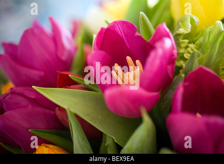 I tulipani Foto Stock