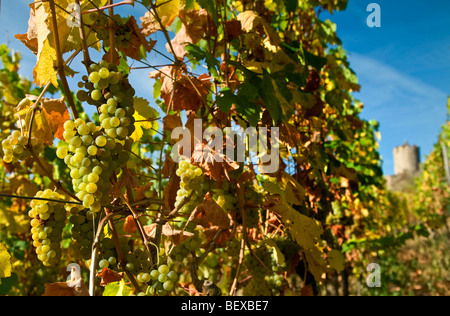 Mature Riesllng uva pronta per la vendemmia 2009 in Schlossberg Grand Cru vigna e Castello di Kaysersberg in background Alsace Francia Foto Stock