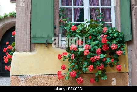 Alsazia generico vetro colorato nella casella al di fuori del tradizionale tipica Francone casa in Alsace Francia Foto Stock