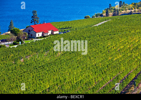 Filari di viti al Ranch Greata cantina immobiliare vigna sulle rive del lago Okanagan, Okanagan, British Columbia, Canada Foto Stock