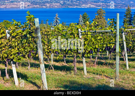 Maschio adulto Bighorn, Ovis canadensis, pascolo di erba lungo la Yellowhead Highway, il Parco Nazionale di Jasper, Canadian Rocky M Foto Stock