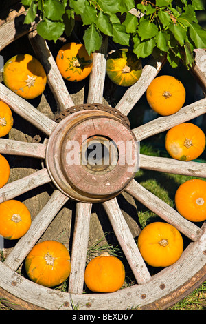 La zucca zucche visualizzati nei raggi di una vecchia ruota di legno a produrre in stallo Keremeos, Regione Okanagan-Similkameen, Oka Foto Stock