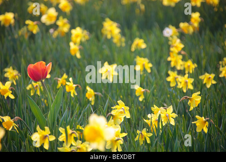 Unico rosso tulipano in un campo di daffodils bianco. Bellissima la luce del tramonto. Foto Stock