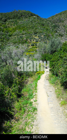 Un sentiero escursionistico nelle colline costiere del Parco Nazionale delle Cinque Terre in Italia. Foto Stock