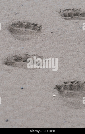 Foto di stock di sopportare le tracce sulla spiaggia, il Parco Nazionale del Lago Clark, Alaska Foto Stock