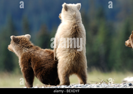 Foto di stock di una bionda-phase brown Bear Cub e i gemelli guardando per la loro madre, il Parco Nazionale del Lago Clark, Alaska. Foto Stock