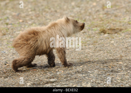 Foto di stock di una bionda-phase brown Bear Cub agitando l'acqua, il Parco Nazionale del Lago Clark, Alaska. Foto Stock