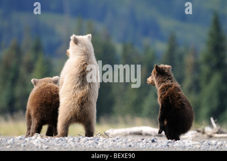 Foto di stock di tre orso bruno cubs seduto sulla spiaggia, il Parco Nazionale del Lago Clark, Alaska. Foto Stock