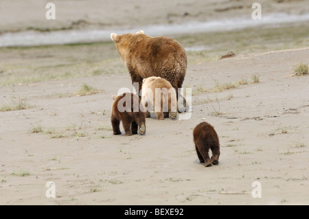 Foto di stock di una bionda-fase Alaskan brown Bear Cub attraversando a piedi la spiaggia, il Parco Nazionale del Lago Clark, Alaska Foto Stock