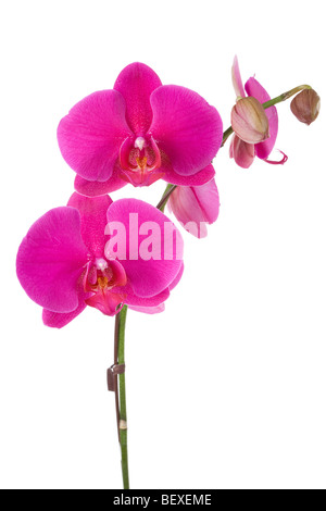 Rosa Orchidea falena con sfondo bianco Foto Stock