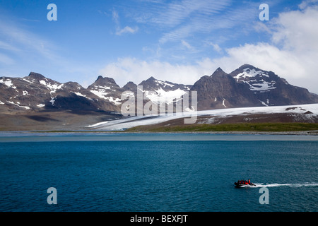 Il grande re colonia di pinguini sulla Piana di Salisbury, Isola Georgia del Sud Foto Stock