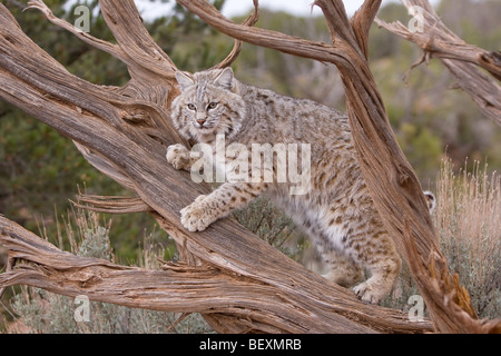 Gatto selvatico in albero Foto Stock