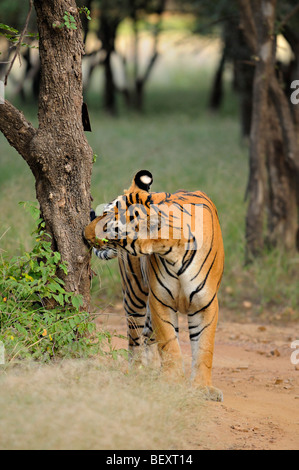 Tigre del Bengala la visualizzazione di comportamento flehmen nelle giungle di Ranthambore riserva della tigre in India Foto Stock