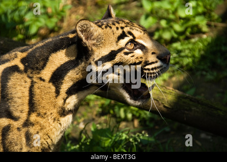 Il leopardo nuvola (Neofelis nebulosa) sotto la protezione del Santago rare progetto Leopard Welwyn Foto Stock