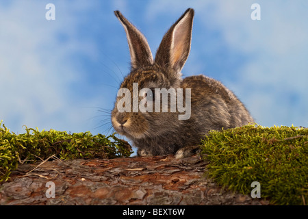 Brown Dwarf Rabbit seduta su un tronco di albero, studio Foto Stock