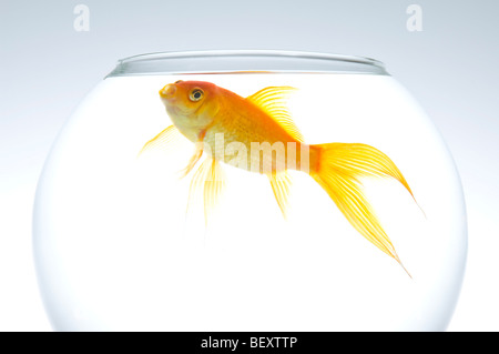 Un singolo fiocco goldfish (Carassius auratus) in una ciotola. Foto Stock