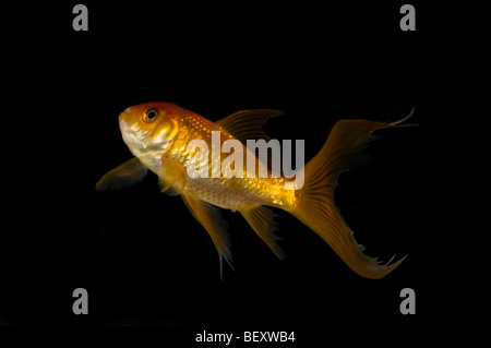 Close up di un singolo fiocco goldfish (Carassius auratus) contro uno sfondo nero. Foto Stock