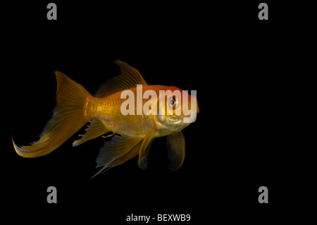 Close up di un singolo fiocco goldfish (Carassius auratus) contro uno sfondo nero. Foto Stock