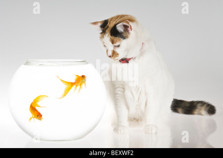 Un curioso gatto pet (felis catus) guardando rilassato accanto a una coppia di fiocco goldfish (Carassius auratus) in una ciotola. Foto Stock