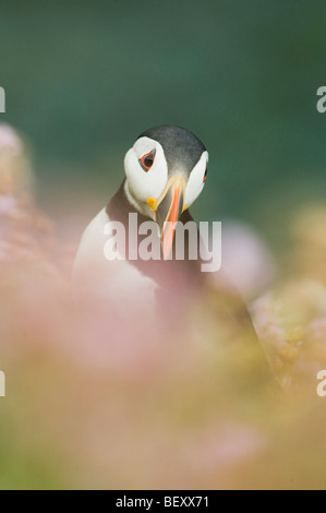 Atlantic Puffin (Fratercula arctica) in fiori selvatici, Isole Saltee, County Wexford, Irlanda Foto Stock