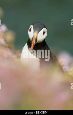 Atlantic Puffin (Fratercula arctica) in fiori selvatici, Isole Saltee, County Wexford, Irlanda Foto Stock