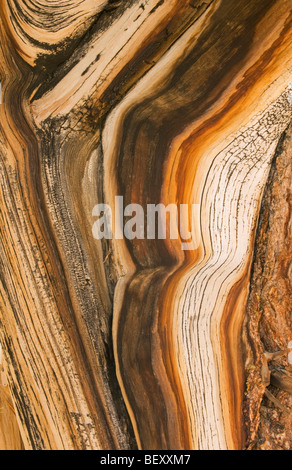 Bristlecone pine (Pinus longaeva) più antico le cose viventi, dettaglio di twisted legno, White Mountains, California Foto Stock