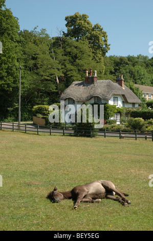 New Forest pony sdraiato a cigno verde, Lyndhurst, Hampshire, Inghilterra, Regno Unito Foto Stock