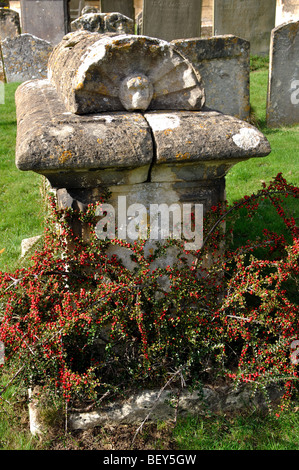 Cotoneaster crescente dalla tomba in Santa Maria Vergine sagrato, Fairford, Gloucestershire, England, Regno Unito Foto Stock