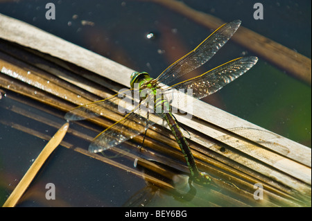 Il verde blu marrone dragon fly dragonfly riproduzione di posa delle uova in acqua impianto big dragon fly uovo seduta dragonfly stagno Foto Stock