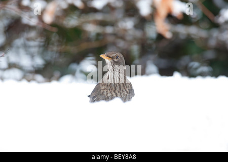 Merlo Turdus merula nella neve profonda Foto Stock