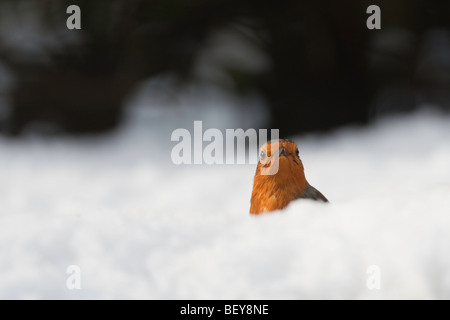Robin erithacus rubecula in cerca di cibo nella neve profonda Foto Stock