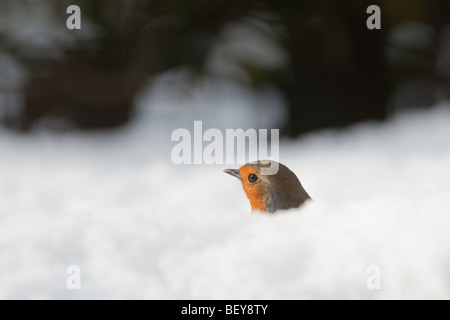 Robin erithacus rubecula in cerca di cibo nella neve profonda Foto Stock