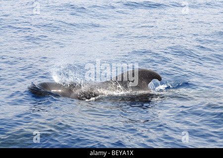 La balena pilota presso la costa di Tenerife, Isole Canarie Spagna Foto Stock