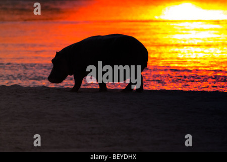 Ippona (Hippopotamus amphibius) silhouette al tramonto in Africa. Foto Stock