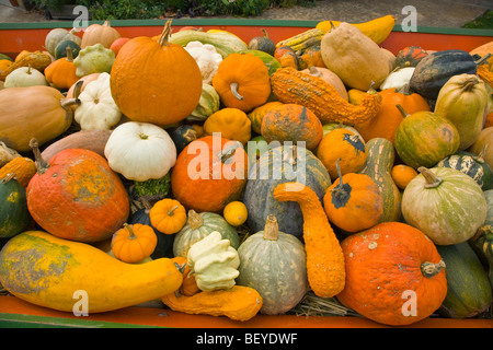 Autumn harvest visualizzazione di zucche, squash, zucche e cucurbitacee a seed saver fattoria Heritage, vicino Decorah, Iowa Foto Stock