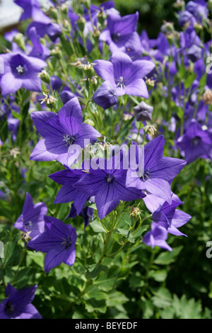 Cinese, la Campanula Platycodon grandiflorus 'Apoyama', Campanulaceae, Giappone, Cina, Asia. Aka Platycodon o giapponese campanula. Foto Stock