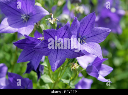 Cinese, la Campanula Platycodon grandiflorus 'Apoyama', Campanulaceae, Giappone, Cina, Asia. Aka Platycodon o giapponese campanula. Foto Stock