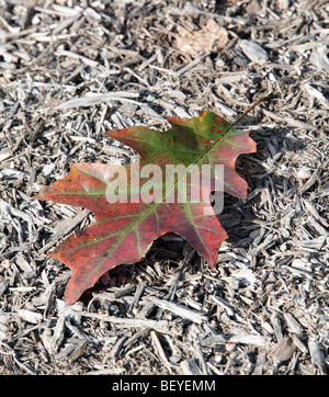 Un singolo di quercia rossa foglie di autunno colore colore posa su un letto di foglie di Quercus Rubra fagaceae. Modifica di fogliame di autunno. Foto Stock