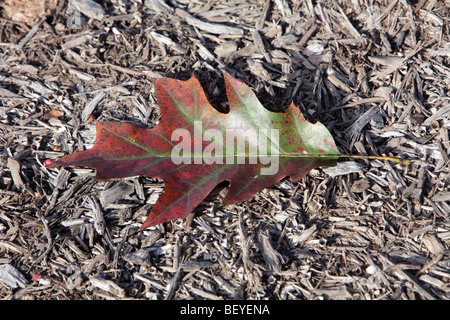 Un singolo di quercia rossa foglie di autunno colore colore posa su un letto di foglie di Quercus Rubra fagaceae. Modifica di fogliame di autunno. Foto Stock