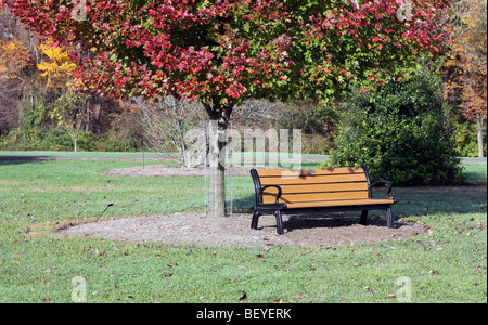 Una panchina nel parco sotto un rosso acero acer rubrum. Un ottobre Gloria Sapinda. Girato in autunno e la chioma è rosso brillante Foto Stock