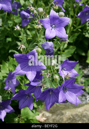 Cinese, la Campanula Platycodon grandiflorus 'Apoyama', Campanulaceae, Giappone, Cina, Asia. Aka Platycodon o giapponese campanula. Foto Stock