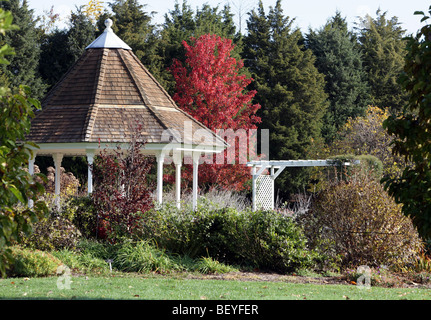 Un ampio giardino con gazebo callery pear tree pyrus calleryana aristocratico rosacee con foglie modificate per un autunno luminoso rosso. Foto Stock